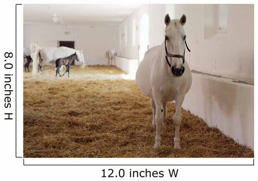 Gravid White Mare Stable