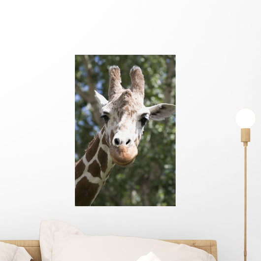 Close-Up Of A Giraffe's Head And Face Looking At The Camera Wall Mural