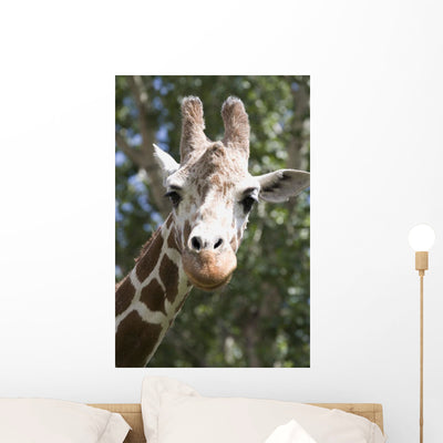 Close-up Giraffe's Head and Wall Mural shown on a wall
