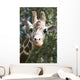 Close-Up Of A Giraffe's Head And Face Looking At The Camera Wall Mural