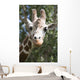 Close-Up Of A Giraffe's Head And Face Looking At The Camera Wall Mural