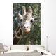 Close-Up Of A Giraffe's Head And Face Looking At The Camera Wall Mural