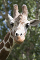 Close-Up Of A Giraffe's Head And Face Looking At The Camera Wall Mural