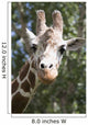 Close-Up Of A Giraffe's Head And Face Looking At The Camera Wall Mural