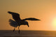 Silhouette Of A Seagull In Flight At Sunset Wall Mural