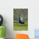 Close-Up Of A Peacock With Feathers Fanned Wall Mural