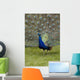 Close-Up Of A Peacock With Feathers Fanned Wall Mural