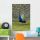 Close-Up Of A Peacock With Feathers Fanned Wall Mural