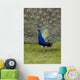 Close-Up Of A Peacock With Feathers Fanned Wall Mural