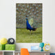 Close-Up Of A Peacock With Feathers Fanned Wall Mural