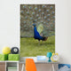 Close-Up Of A Peacock With Feathers Fanned Wall Mural