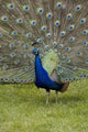 Close-Up Of A Peacock With Feathers Fanned Wall Mural