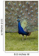 Close-Up Of A Peacock With Feathers Fanned Wall Mural