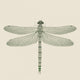 dragonfly on a neutral background Wall Mural