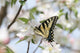 Swallowtail