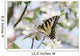 Swallowtail