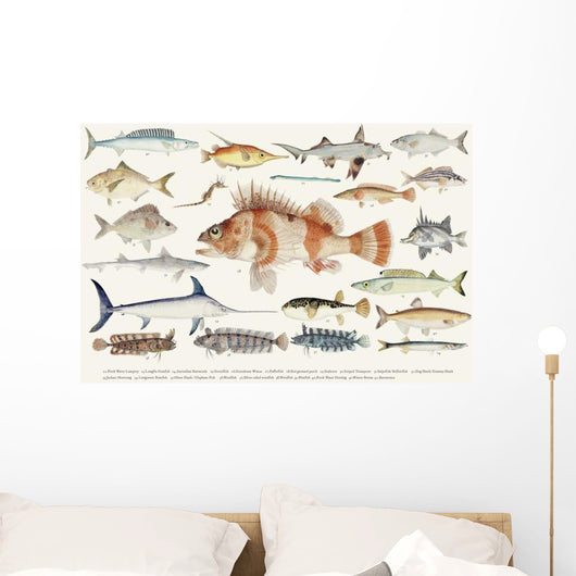 Illustration Maritime Drawing Fish Wall Decal