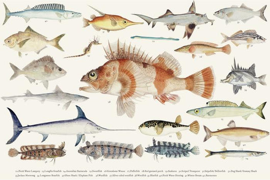 Illustration Maritime Drawing Fish Wall Decal