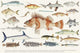 Illustration Maritime Drawing Fish Wall Decal
