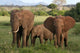 African Elephants Wall Mural