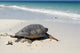 Green Sea Turtle Wall Mural
