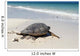 Green Sea Turtle Wall Mural