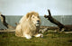 White Lion