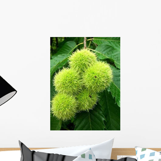 Plomb Chataigne Wall Decal