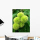 Plomb Chataigne Wall Decal