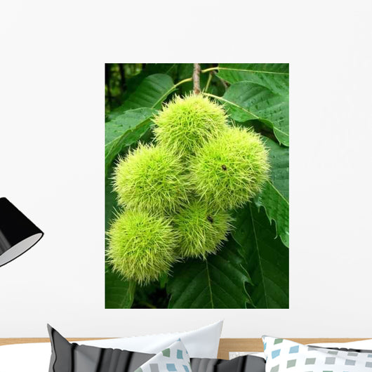 Plomb Chataigne Wall Decal