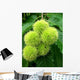 Plomb Chataigne Wall Decal