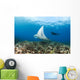 Reef Manta Ray Cruises Over Shallows Off Ukumehame Wall Mural