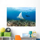 Reef Manta Ray Cruises Over Shallows Off Ukumehame Wall Mural