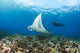 Reef Manta Ray Cruises Over Shallows Off Ukumehame Wall Mural