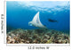 Reef Manta Ray Cruises Over Shallows Off Ukumehame Wall Mural