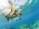 Hawaii, Maui, Green Sea Turtle Honu And Free Diver Wall Mural