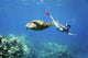 Hawaii, Maui, Green Sea Turtle Honu And Free Diver Wall Mural