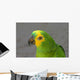 Amazon Parrot Wall Mural