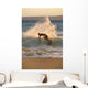 Hawaii, Maui, Makena, Skimboarder Carves Big Turn On Wave At Sunset Wall Mural