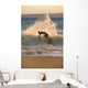 Hawaii, Maui, Makena, Skimboarder Carves Big Turn On Wave At Sunset Wall Mural