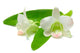 White and Pink Malaysian Orchid Wall Decal