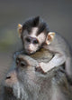 Indonesia, Bali, Ubud, A Young Macaque Rests On His Fathers Head Wall Mural
