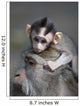 Indonesia, Bali, Ubud, A Young Macaque Rests On His Fathers Head Wall Mural