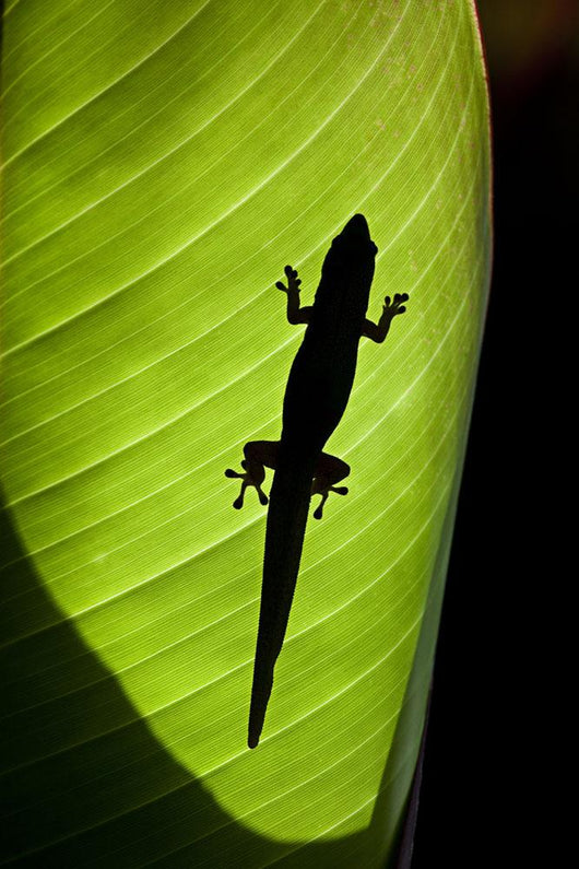 Hawaii, Gold Dust Day Gecko Silhouetted Through Sunlit Ginger Leaf Wall Mural