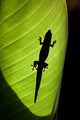 Hawaii, Gold Dust Day Gecko Silhouetted Through Sunlit Ginger Leaf Wall Mural