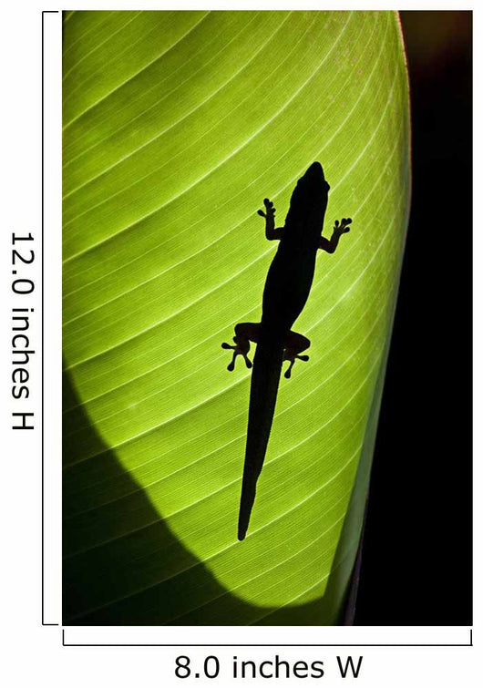 Hawaii, Gold Dust Day Gecko Silhouetted Through Sunlit Ginger Leaf Wall Mural