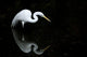 Florida, Everglades, Great Egret Hunting In Shallow Water Wall Mural
