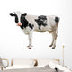 Black and White Cow Wall Decal