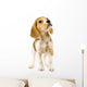 Curious Beagle Puppy Wall Decal