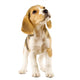 Curious Beagle Puppy Wall Decal